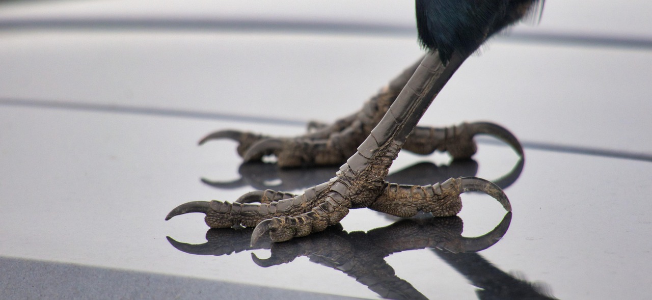 Guida pratica: dove trovare Crio Age Eyes al miglior prezzo